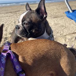 Boston Terrier Puppies from Boston Terrier Besties