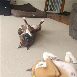 Baby - Brindle female Boxer puppy in Toledo, Ohio from Julie Wilmore Olympic Boxers