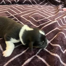 Pembroke Welsh Corgi Puppies from Simply loved corgis