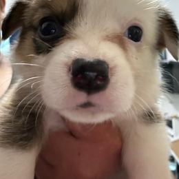 Charlotte - White and red female Pembroke Welsh Corgi puppy in Rochester, New York from Tnt Yorkies and Cosmic corgis