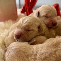First Pick - Golden female Golden Retriever puppy in Mc Arthur, California from California Golden Love