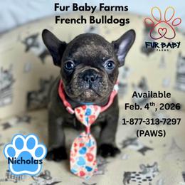 Nicholas - Blue male French Bulldog puppy in Michigan from Fur Baby Farms