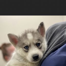 Blizzard - Gray and white Siberian Husky puppy in Columbia, South Carolina from Surge x Stormy’s Puppies