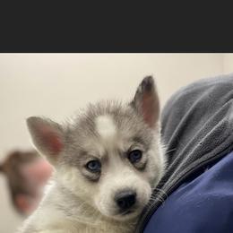 Blizzard - Gray and white Siberian Husky puppy in Columbia, South Carolina from Surge x Stormy’s Puppies