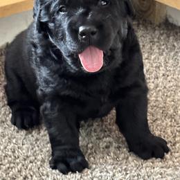 Labrador Retriever Puppies from Findaway Labradors
