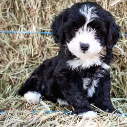 Aussiedoodle and Miniature Australian Shepherd Puppies from Biggie Ranch