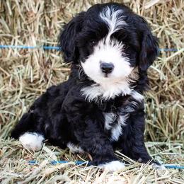 Aussiedoodle and Miniature Australian Shepherd Puppies from Biggie Ranch