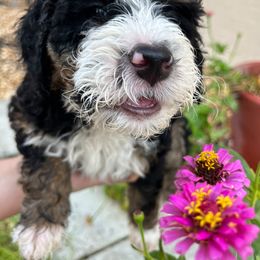 Bernedoodle Puppies from Orlando Bernedoodles