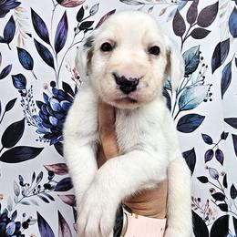 Green- Goose - White and black male Dalmatian puppy in Gray, Georgia from Fuller Spots