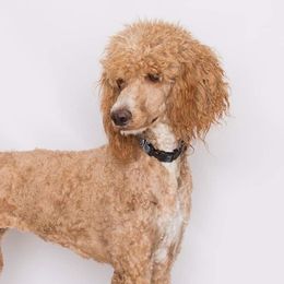 Blaze - Poodle