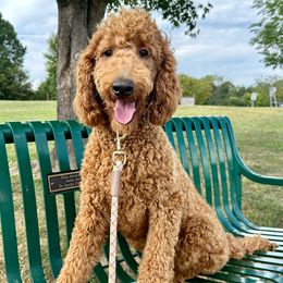 Salem “Girl 4” - Red  Goldendoodle puppy in Powell, Tennessee from Melhorn Manor & Farm Doodles