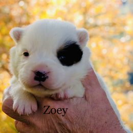 Zoey - Blue mottled female Australian Cattle Dog puppy in Redding, California from Lone Pine Kennel