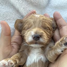 Boy 1 - Apricot male Goldendoodle puppy in Bakersfield, California from CorduroyDoodles