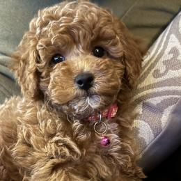 Bernedoodles and Poodles from Happy Tails Doodles