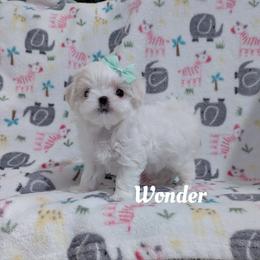 Wonder - White male Maltese puppy in Eureka, California from Bratpack Babydolls