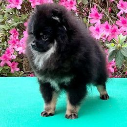 TYRA - Pomeranian