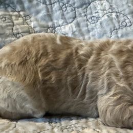 Julius (orange ) - Fawn male Bulldog puppy in Richland Township, Arkansas from Ozark Bulldogs