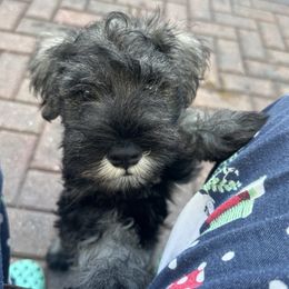 Miniature Schnauzer puppies from Saxony Miniature Schnauzers