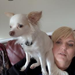 Duchess - Chihuahua