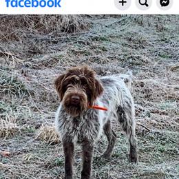 Wirehaired Pointing Griffon All Grown Up from Luther Smith