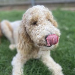 Poodle All Grown Up from Dynasty Ridge