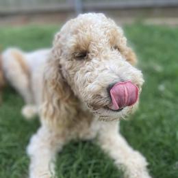 Poodle All Grown Up from Dynasty Ridge