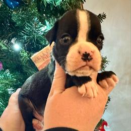 Easton - Brindle male Boxer puppy in Watervliet, New York from Shamrock's Boxers