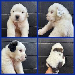 Blue - Mahogany and white male Saint Bernard puppy in Ladysmith, Wisconsin from Northwoods Saint Bernards