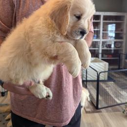 Golden Retriever puppies from Knotty Acres