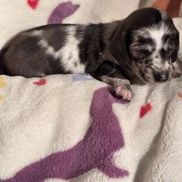Jett - Dapple male Dachshund puppy in Los Angeles, California from Dachshunds of the Desert