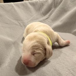 Neon Green collar - boy - Red and white male Beagle puppy in Las Vegas, Nevada from Hound Kings