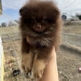 Kisses - Chocolate and tan female Pomeranian puppy in Ector, Texas from BB Pomeranians