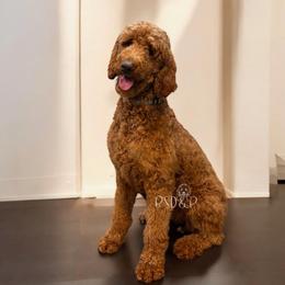 Scarlett - Red  female Poodle puppy in Lake Charles, Louisiana from Brandi’s Southern Doodles & Poodles, LLC