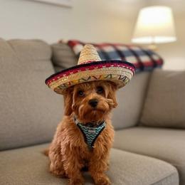 Cavapoo, Maltese, and Maltipoo All Grown Up from Carolina Canines