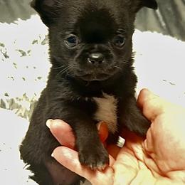 Boy2 - Black male Chihuahua puppy in Orlando, Florida from iLuvChihuahuas