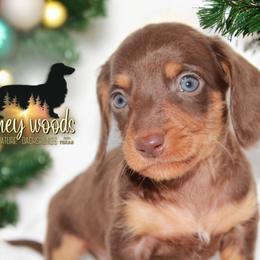 Dachshund Puppies from Piney Woods Miniature Dachshunds