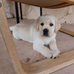 Labrador Retriever Puppies from B.E.S.T. Service Dogs