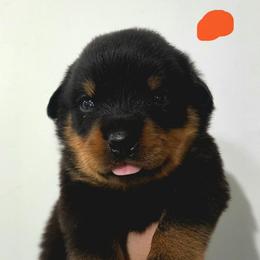 Boy 2 - Black and tan male Rottweiler puppy in San Antonio, Texas from HAUS OF RZA