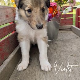 Violet - Sable and white female Collie puppy in Charleston, Tennessee from Abundant Life Family Farm