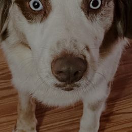 Miniature Australian Shepherd puppies from Copper Line Aussies