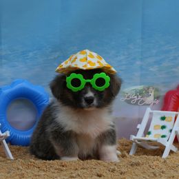 Green Collar - Sable Pembroke Welsh Corgi puppy in Terrell, Texas from Lily's Pembroke Welsh Corgis