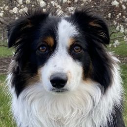Miniature American Shepherds from Alangus Aussies