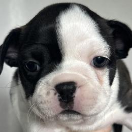 Boston Terriers from Brave Little Bostons in South Carolina