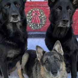 German Shepherds from Von der Tetiaroa German Shepherd dogs