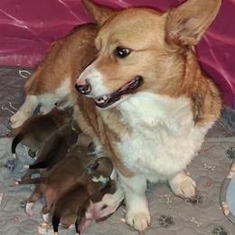 Pembroke Welsh Corgi puppies from Tiny Titans K9