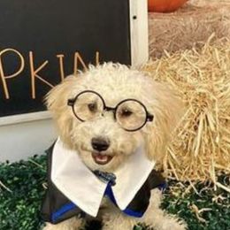 Yorkipoos from Eleven:11 Kennels