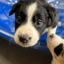 Border Collie Puppies from Roaring River Border Collies
