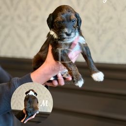 Rusty - Sable male Bernedoodle puppy in Tulsa, Oklahoma from The Poodle Co. Raising Doodles & Poodles