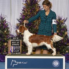 Welsh Springer Spaniel puppies from Xanadu