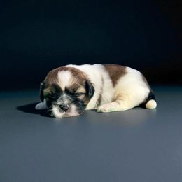 AKC-Misty - Tricolor female Shih Tzu puppy in Charlotte, North Carolina from Judy's Shih Tzus